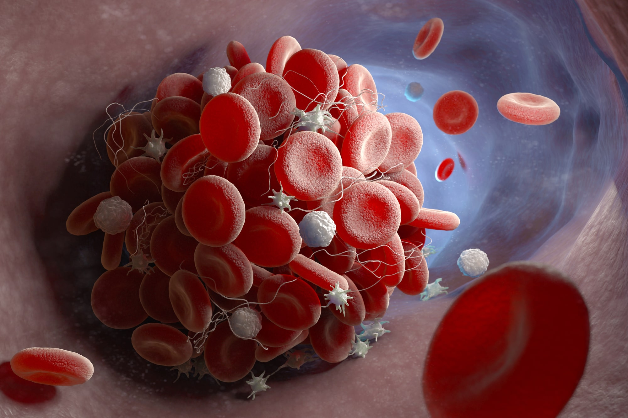 Células sanguíneas rojas fluyendo a través de un vaso sanguíneo, representando la circulación en el sistema vascular